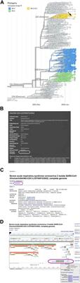 Combining iCn3D and NextStrain to create a novel undergraduate research experience around SARS-CoV-2 variants and commercial antibodies